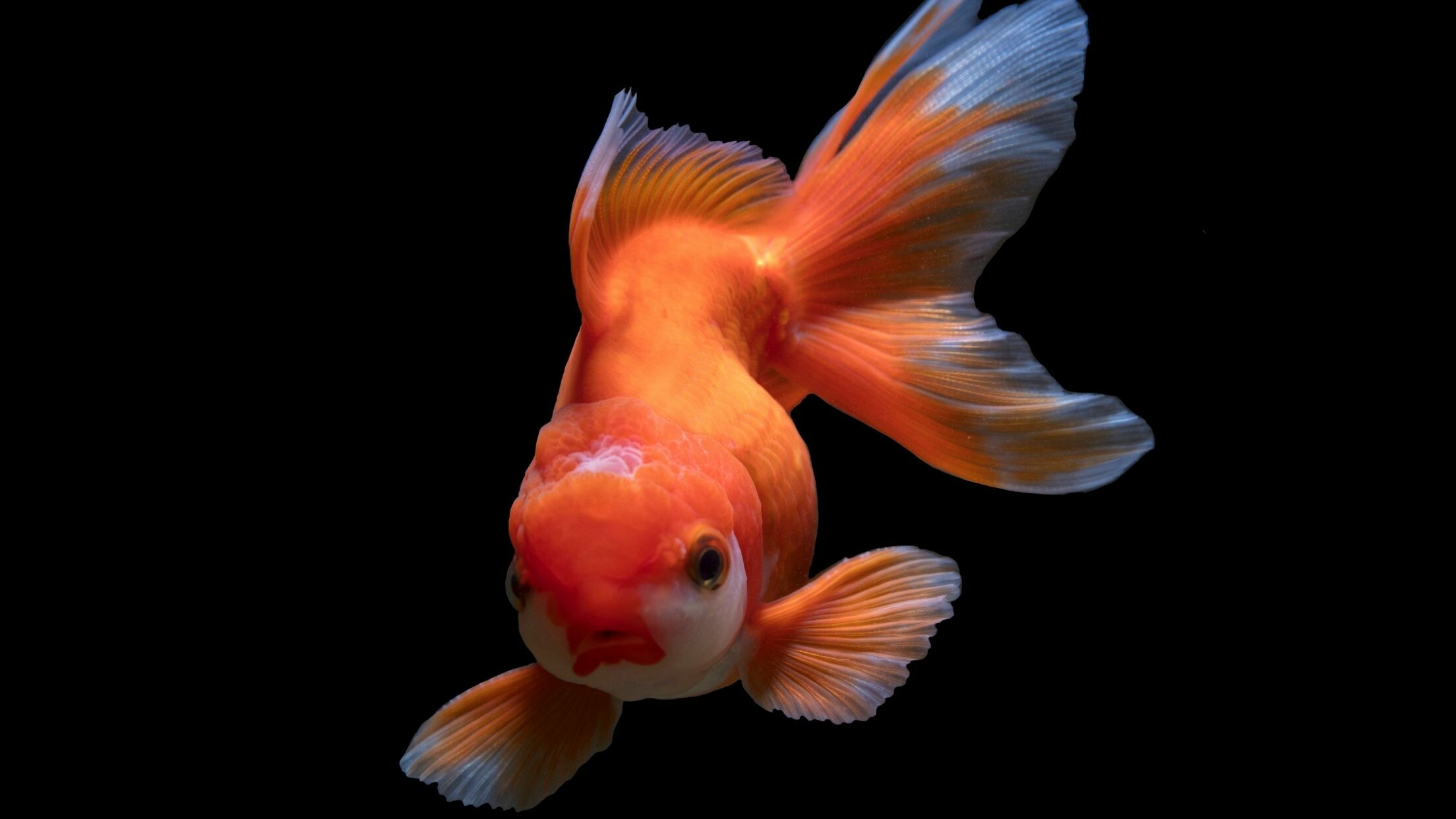 Oranda goldfish, Flowing white fins, Black background Oranda goldfish, Flowing white fins, Black background — 2208×1242 HD wallpaper