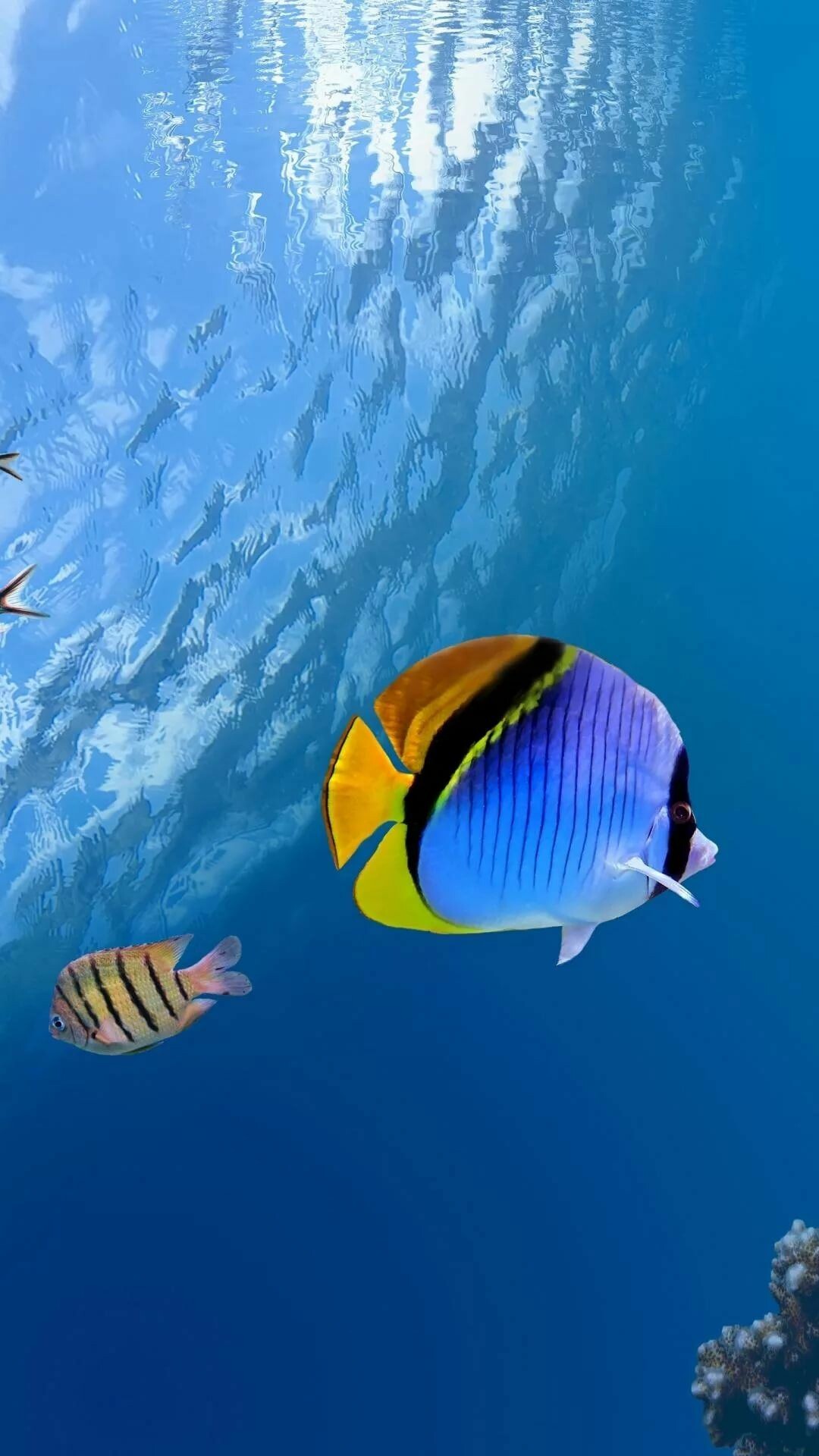Blue butterflyfish, Striped convict tang, Sunlit ocean surface Blue butterflyfish, Striped convict tang, Sunlit ocean surface — 1080×1920 HD wallpaper